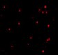 APG7 Antibody